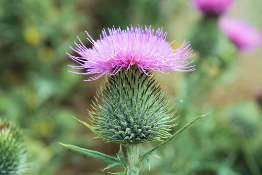 Почему выращивание расторопши перспективно?