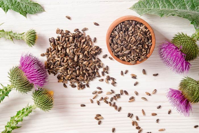 Расторопшу обычно собирают раздельным способом из-за неодновременного созревания растений.