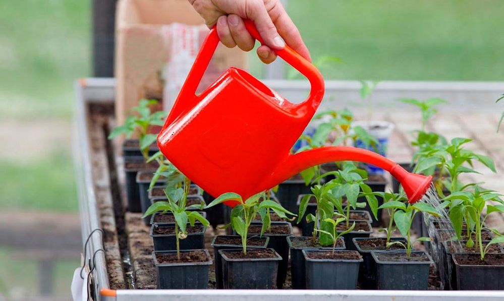 Одна из причин возникновения черной ножки у рассады – полив холодной водой. Одна из причин возникновения черной ножки у рассады – полив холодной водой.