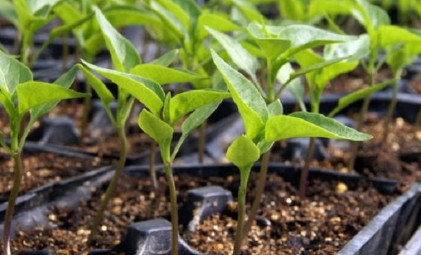 Черная ножка – это не отдельное заболевание, а сигнал того, что рассада поражена грибковой инфекцией. Черная ножка – это не отдельное заболевание, а сигнал того, что рассада поражена грибковой инфекцией.