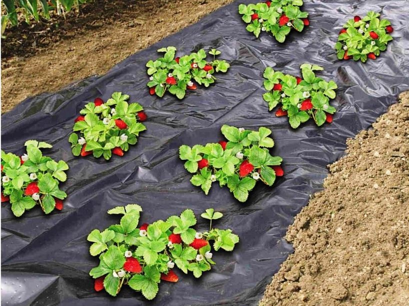 Черное агроволокно часто используют для выращивания клубники Черное агроволокно часто используют для выращивания клубники