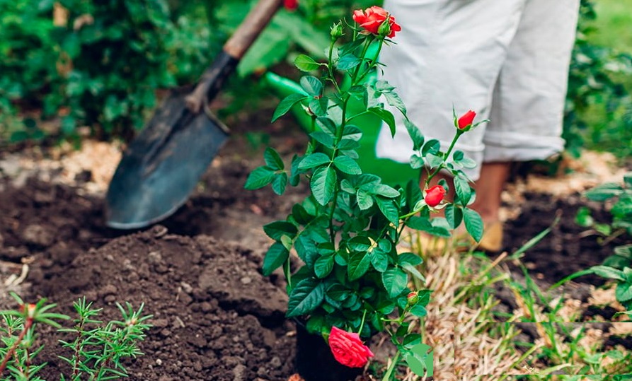 Пересадка роз в период цветения – дело рискованное, однако в определенных случаях может быть необходимо.