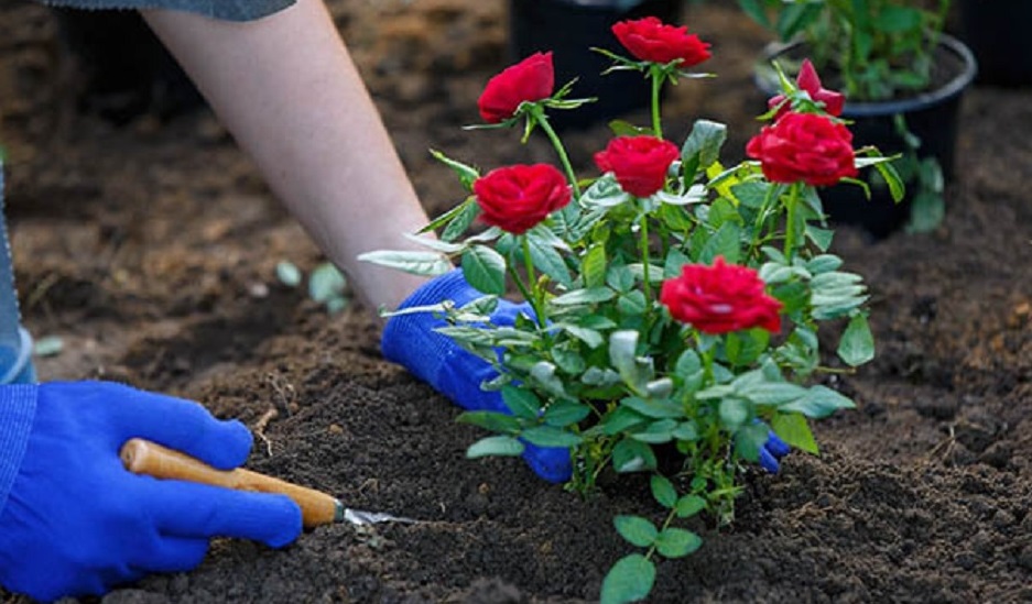 Полная инструкция, как пересадить розу во время цветения с минимальным стрессом.