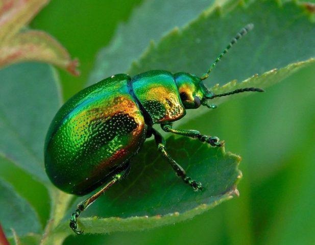 Актинидии часто угрожает листоед Актинидии часто угрожает листоед