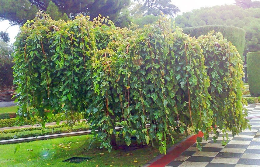 Посадка и уход за шелковицей