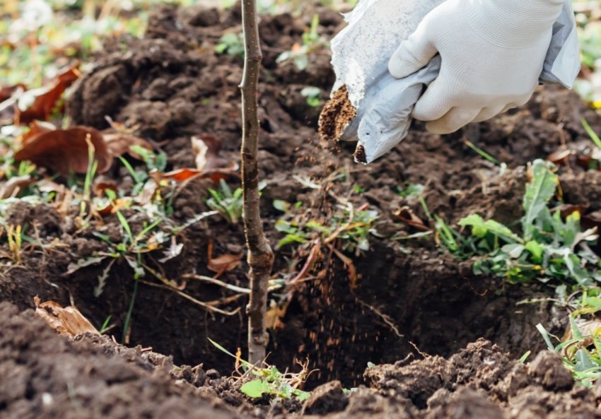 Чтобы абрикос хорошо плодоносил, ему необходимы органические удобрения.