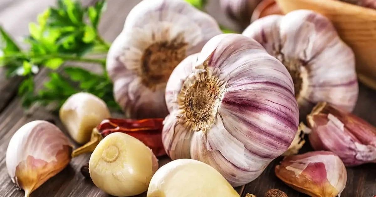 Для озимого чеснока подкормка осенью имеет важное значение.