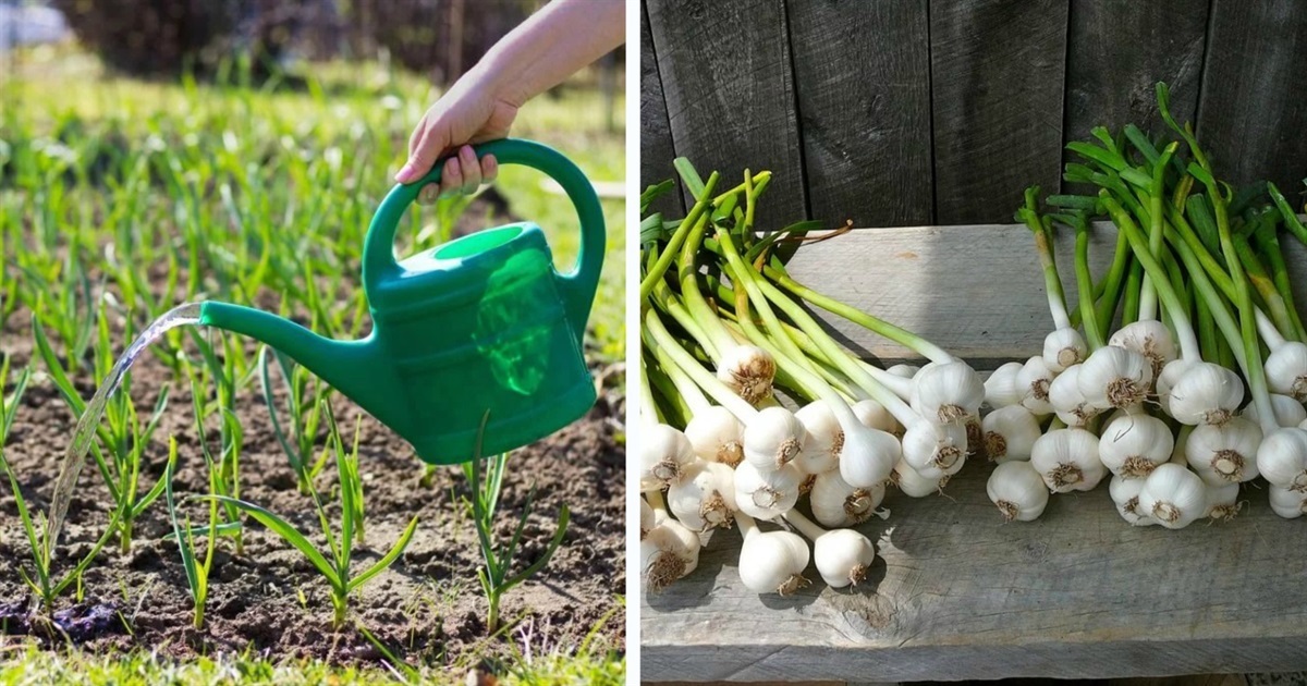 Особенности подкормки чеснока в разные периоды