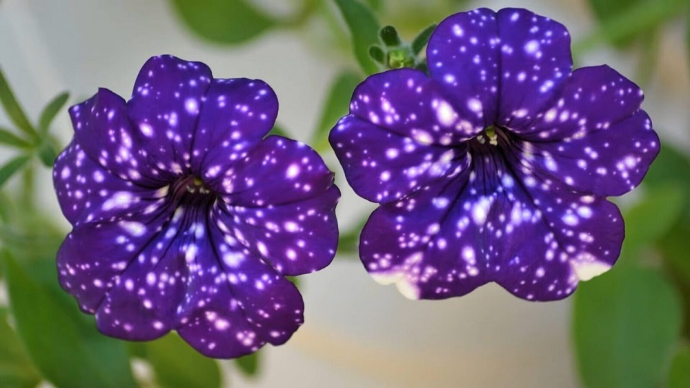 Петуния – одно из самых любимых декоративных растений среди цветоводов.