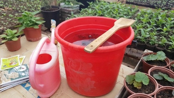 Для успешного роста и пышного цветения петунии необходимы три основных макроэлемента.