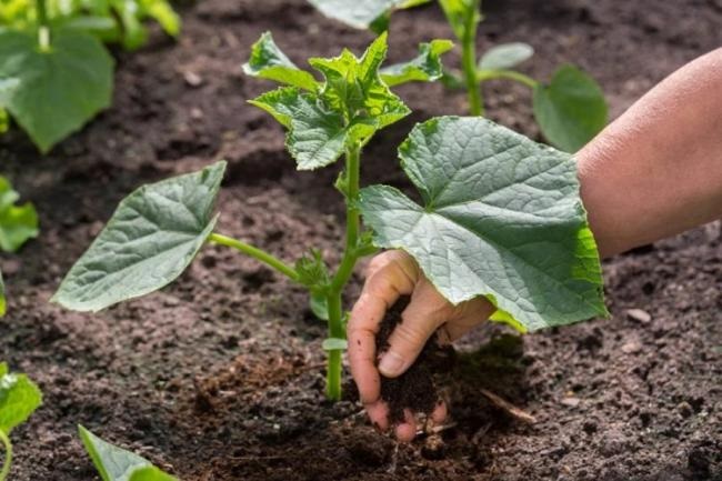 Органические удобрения являются отличным источником питательных веществ для огурцов.