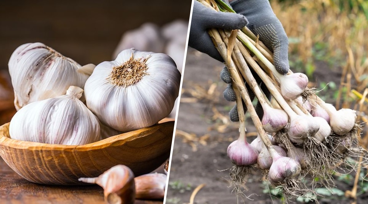 Посадка озимого чеснока – дело ответственное.