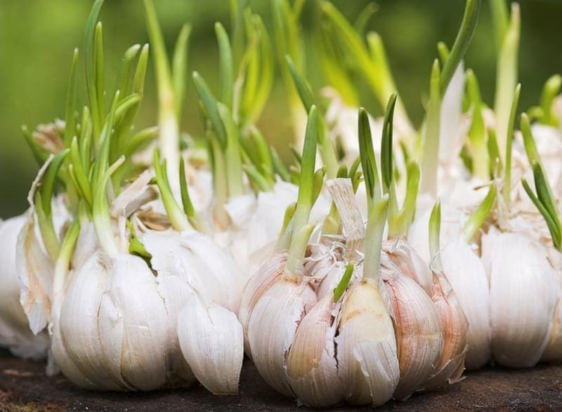 Для обработки чеснока чаще всего используют несколько препаратов.