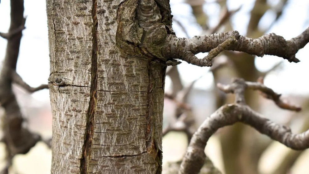 Морозобоины – это трещины на стволах деревьев.