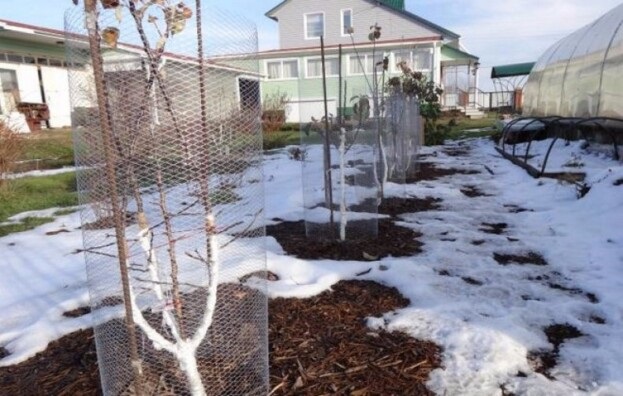 Одно из средств защиты деревьев от сильных ветров зимой.