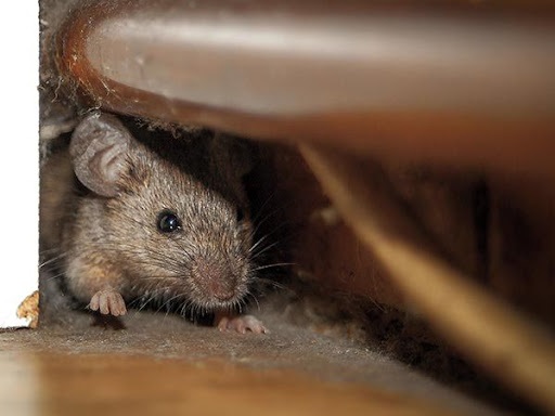 Профилактика от грызунов в зимний период Профилактика от грызунов в зимний период