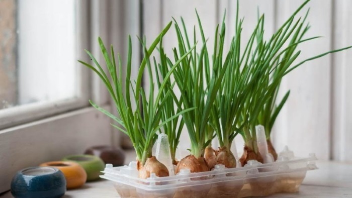 Посадка лука на подоконнике в зимний период Посадка лука на подоконнике в зимний период