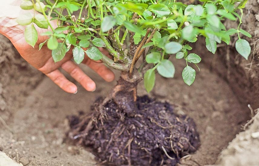 Для успешного выращивания роз нужна рыхлая и плодородная почва с нейтральным уровнем кислотности.
