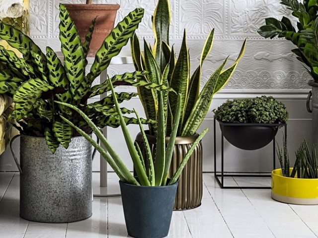 Растения в горшках оживляют интерьер, добавляют цвет и гармонию.