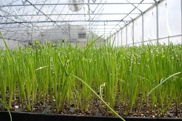 Особенности выращивания лука в теплице Особенности выращивания лука в теплице