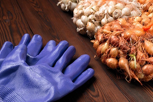 Перед посадкой лук нужно подготовить. Перед посадкой лук нужно подготовить.