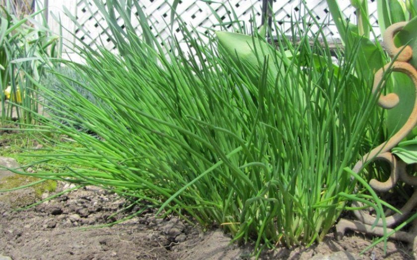 Лук-шнитт-лук Лук-шнитт-лук