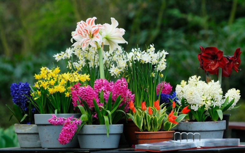 Цибулинні квіти користуються популярністю у садівників та квітникарів у всьому світі. 