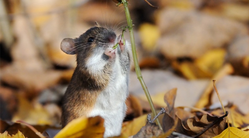 Як боротися з мишами на дачі взимку?