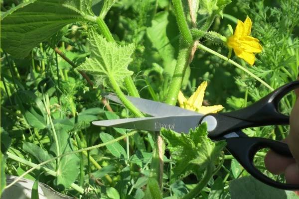 Особенности обрезки листьев огурцов