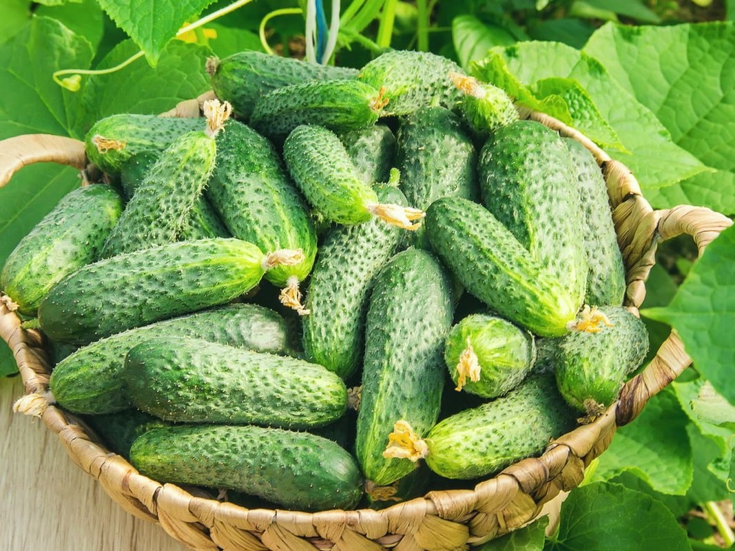 Урожай огурцов при правильном уходе
