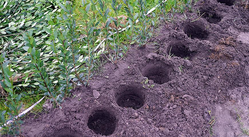 Выбор правильного места для посадки растения