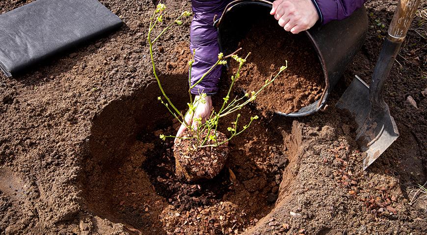 Размер ямы зависит от растения, которое в нее сажают
