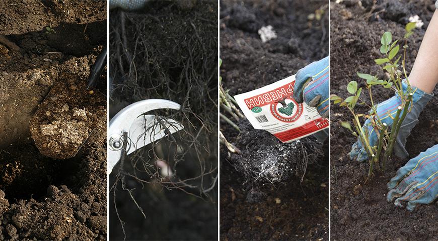 Посадка саженца с открытой корневой системой