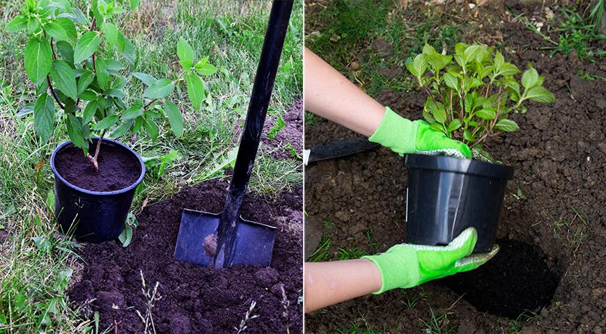 Посадка саженца с горшка с закрытой корневой системой