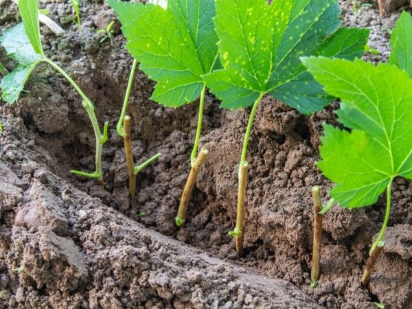Черенки можно прикапывать в траншее. Черенки можно прикапывать в траншее.