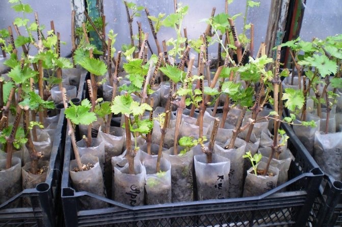 Черенки можно хранить в погребе. Черенки можно хранить в погребе.