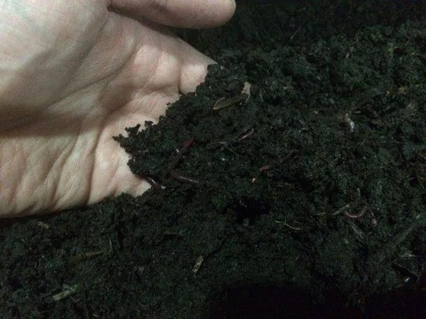 Подкормка земли в теплице биогумусом.