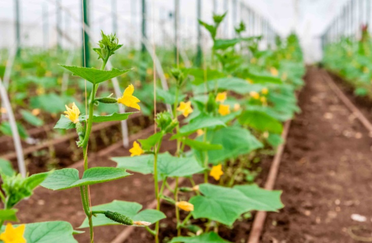 Выращивание овощей в теплице.
