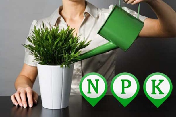 Щоб забезпечити рослину всіма основними елементами потрібно вибрати правильну формулу NPK.