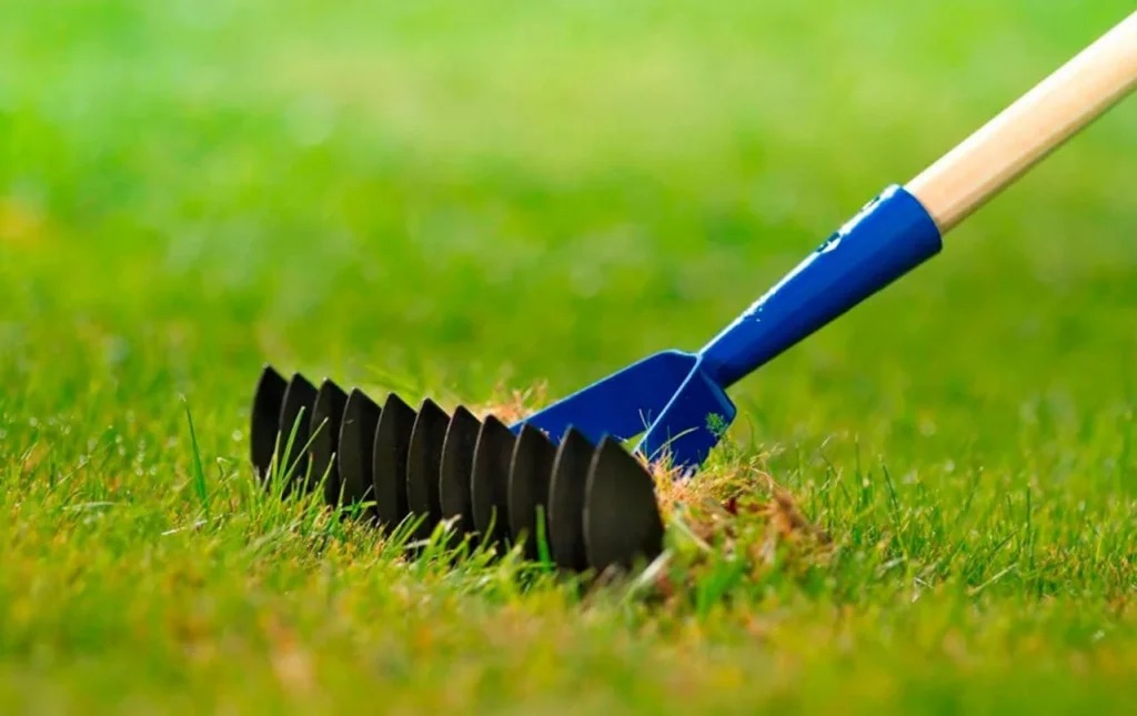 Вычесывание газона весной