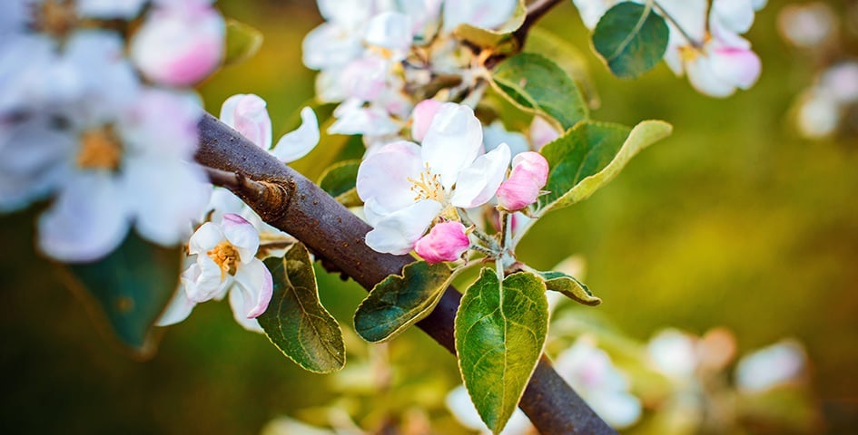 Первый осмотр деревьев весной