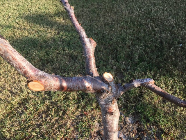 Как нужно делать обрезку персика