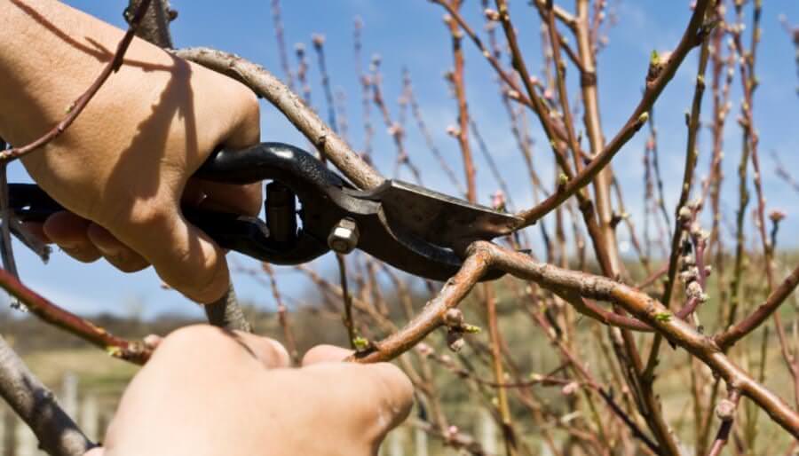 Обрезка персика