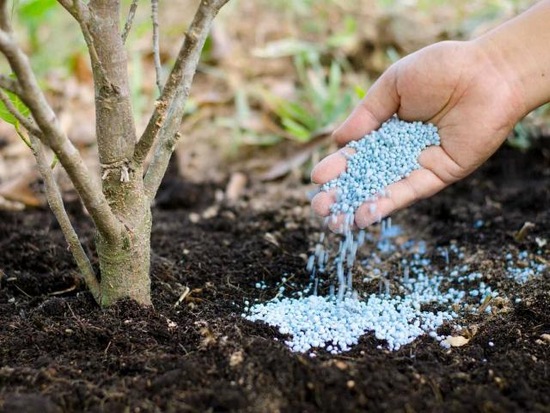 Подкормка персика осенью