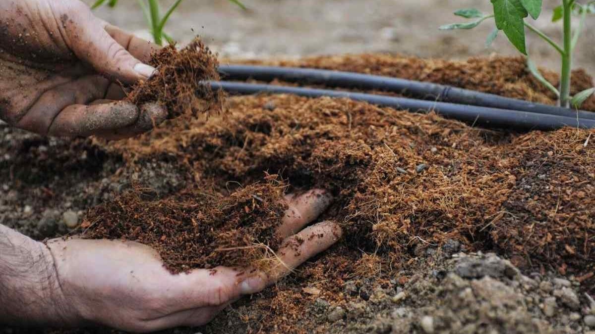 Гнойова (компостна) пастка