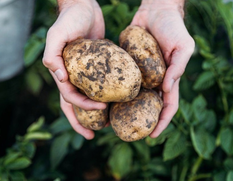 Для защиты корнеплодов картофеля разработана специальная ЮНИФОРМ технология.