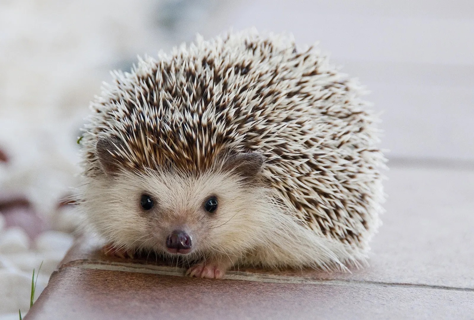 К природным хищникам улиток относятся ежи. К природным хищникам улиток относятся ежи.