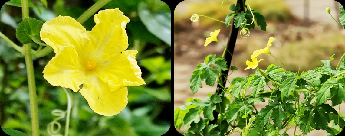 Этапы выращивания момордики