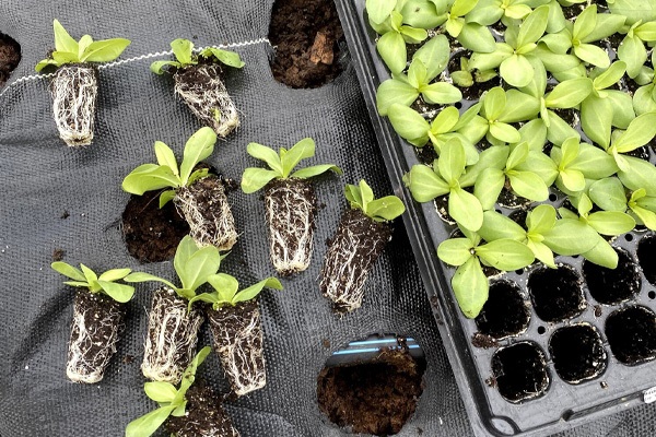 Единственный способ выращивания эустомы – из семян. Единственный способ выращивания эустомы – из семян.