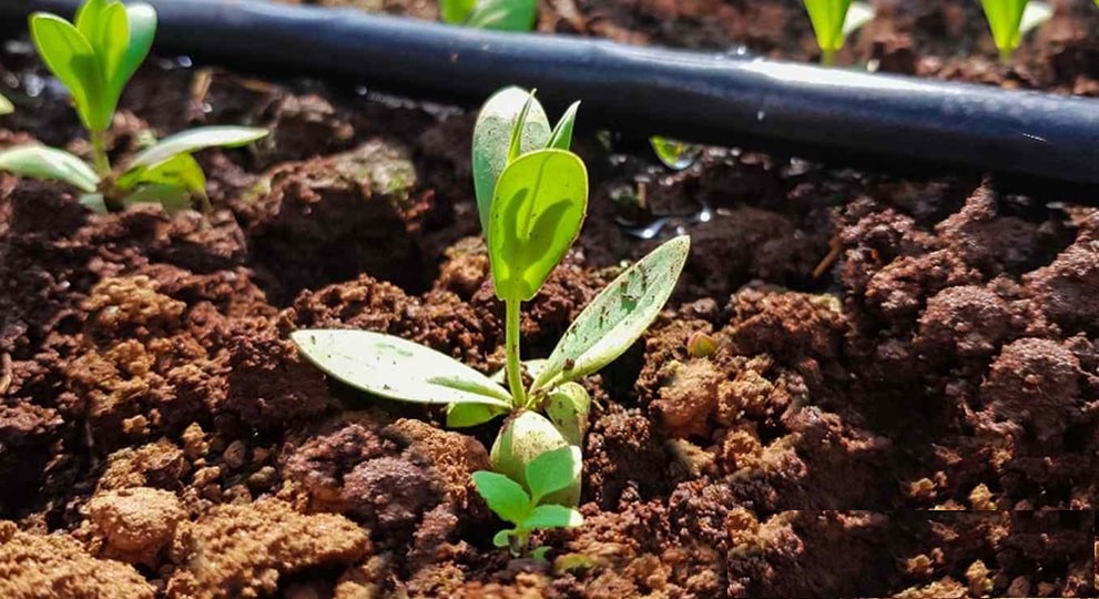 Высаживать рассаду в почву нужно в середине мая, когда минует угроза заморозков. Высаживать рассаду в почву нужно в середине мая, когда минует угроза заморозков.